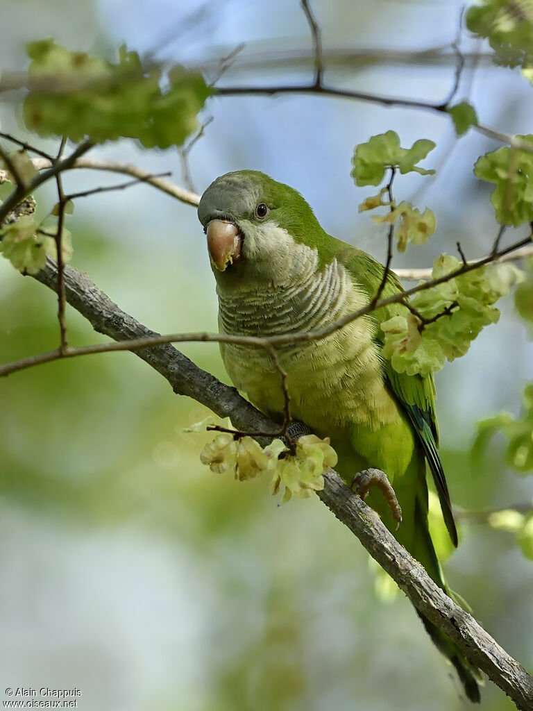 Monk Parakeetadult breeding, identification, close-up portrait, feeding habits, eats