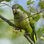 Monk Parakeet