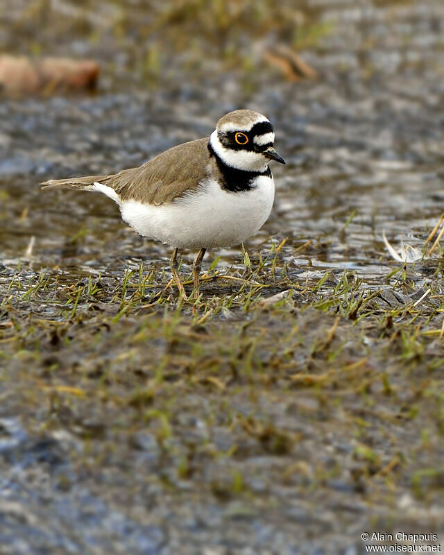 Little Ringed Ploveradult, identification, Behaviour