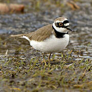 Little Ringed Plover