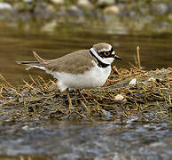 Little Ringed Plover