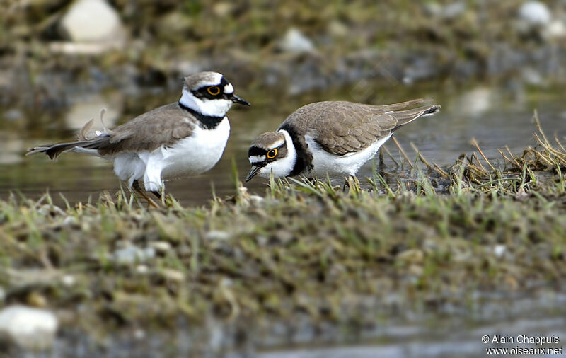 Little Ringed Ploveradult, identification, Behaviour