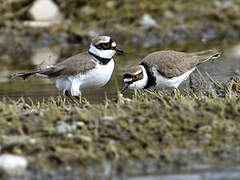 Little Ringed Plover