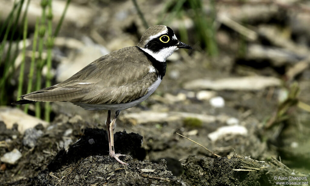 Petit Gravelotadulte, identification, Comportement