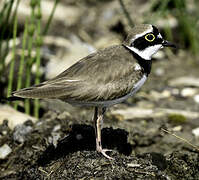 Little Ringed Plover