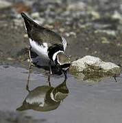 Little Ringed Plover