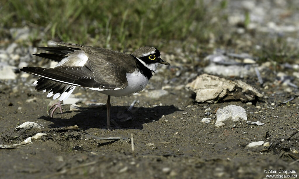 Little Ringed Ploveradult, identification