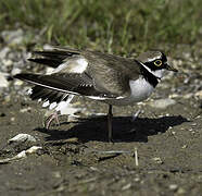 Little Ringed Plover