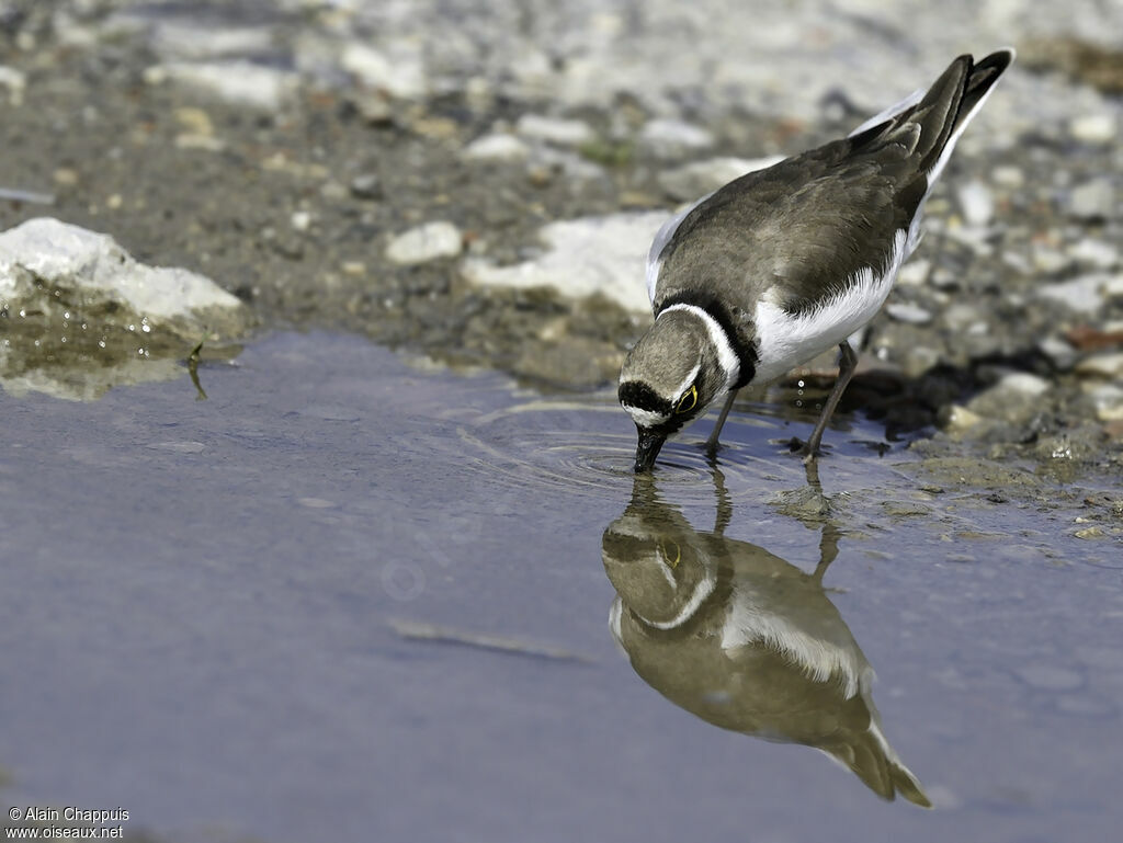 Little Ringed Ploveradult, identification, feeding habits, Behaviour