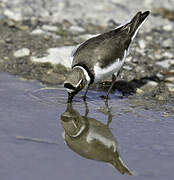 Little Ringed Plover