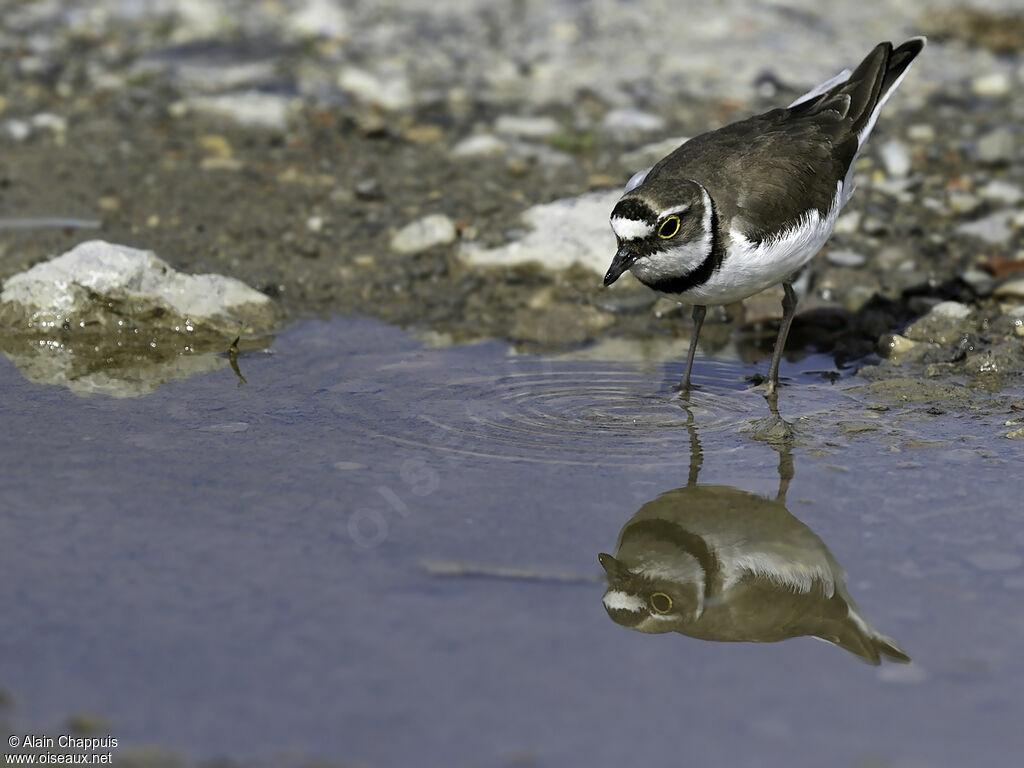 Little Ringed Ploveradult, identification, Behaviour