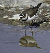 Little Ringed Plover