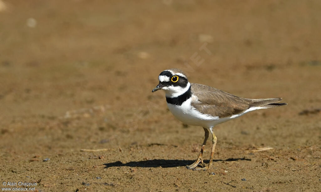 Little Ringed Ploveradult, identification, walking, eats