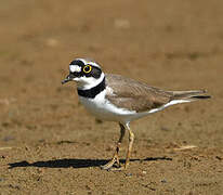 Little Ringed Plover