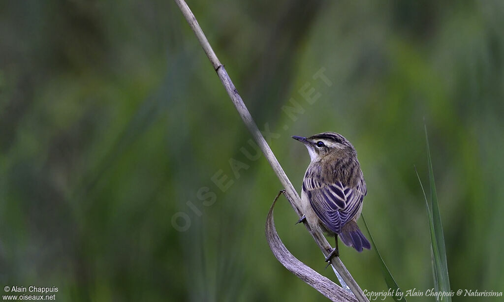 Sedge Warbler, identification, close-up portrait