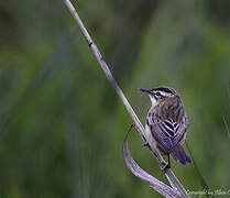 Sedge Warbler