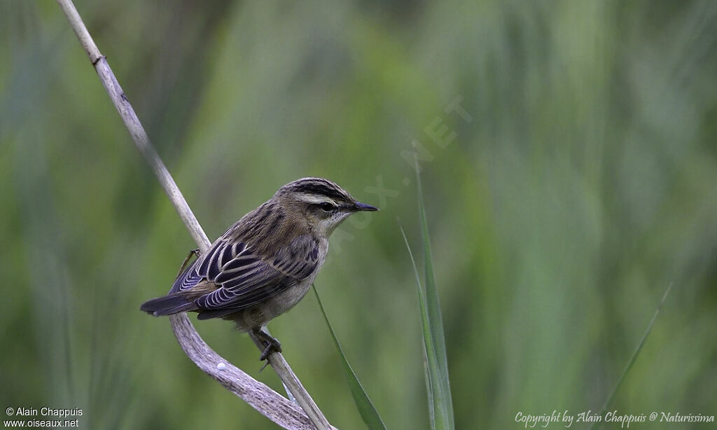 Sedge Warbler, identification, close-up portrait