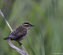 Sedge Warbler