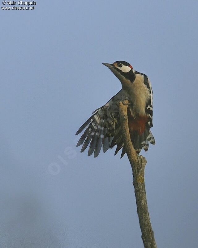 Great Spotted Woodpecker male adult, identification, Behaviour