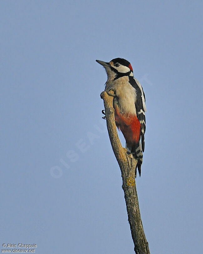 Great Spotted Woodpecker male adult, identification, Behaviour