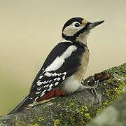 Great Spotted Woodpecker