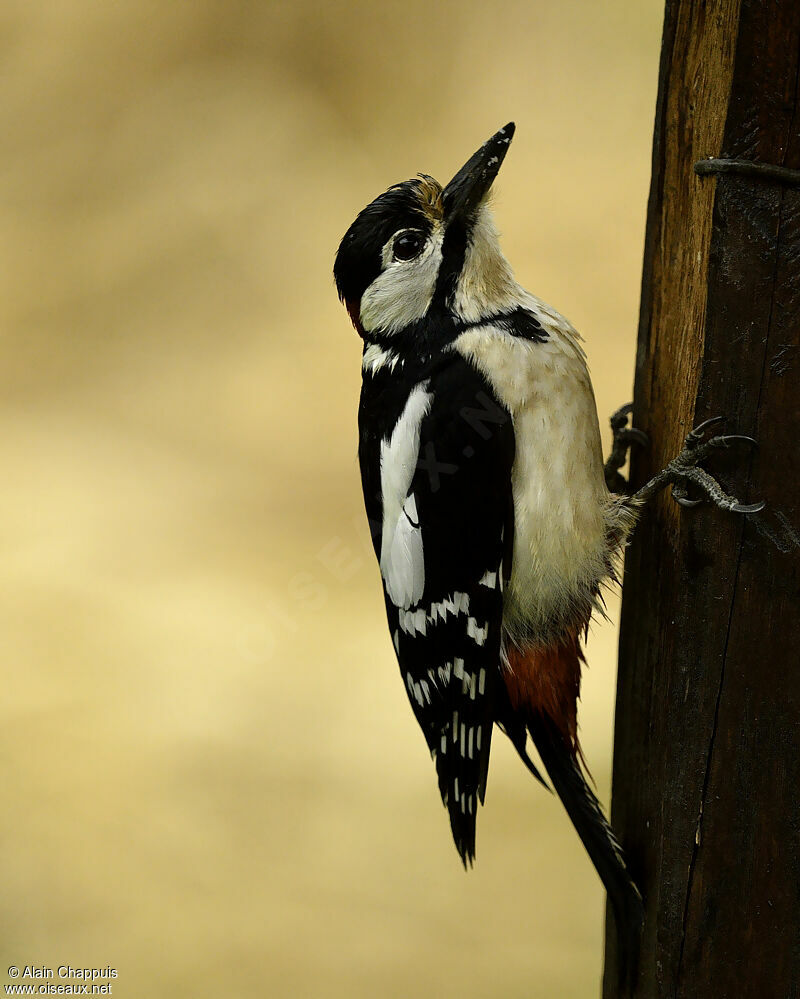 Great Spotted Woodpecker male adult, identification, Behaviour