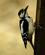 Great Spotted Woodpecker