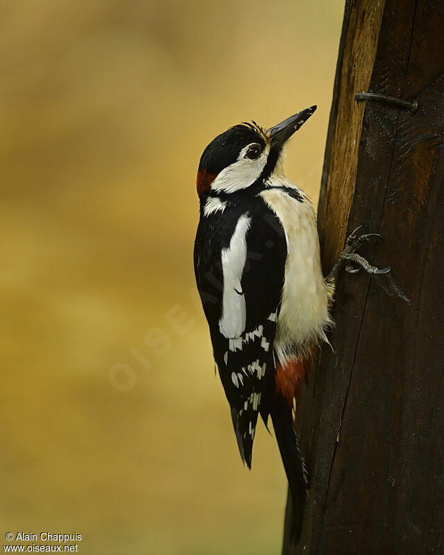 Great Spotted Woodpecker male adult, identification, Behaviour