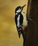 Great Spotted Woodpecker