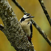 Great Spotted Woodpecker