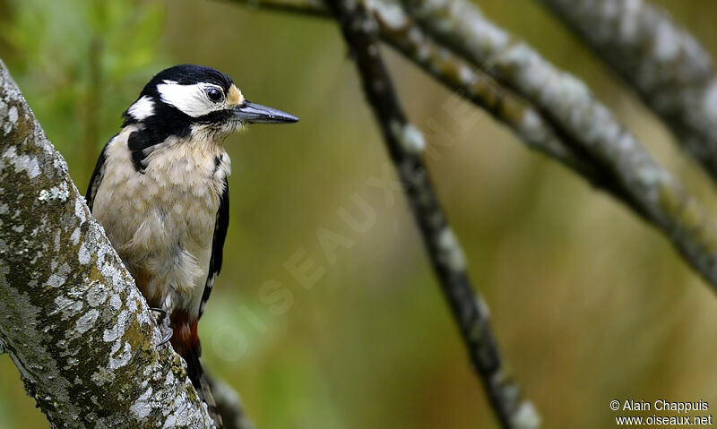 Great Spotted Woodpecker female adult