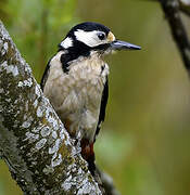 Great Spotted Woodpecker