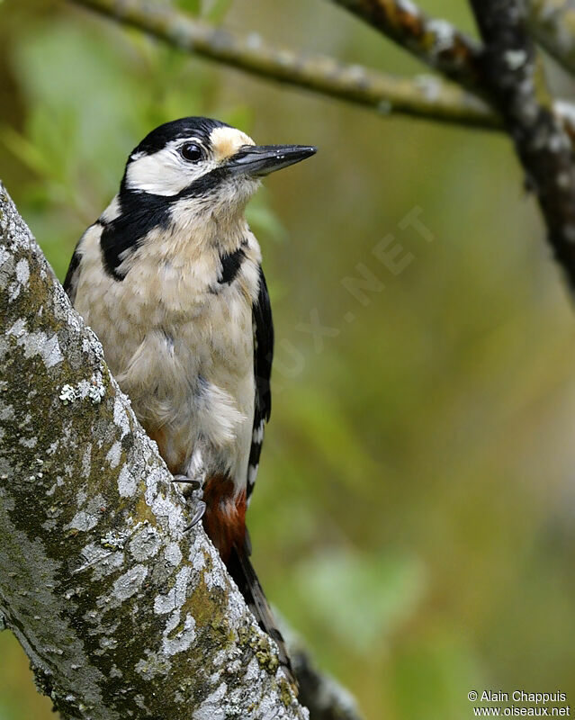 Great Spotted Woodpecker female adult, identification, Behaviour