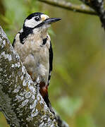 Great Spotted Woodpecker