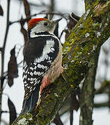 Middle Spotted Woodpecker