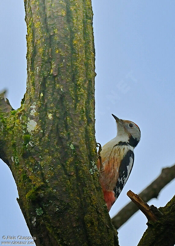 Middle Spotted Woodpeckeradult, identification, Behaviour