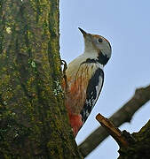 Middle Spotted Woodpecker