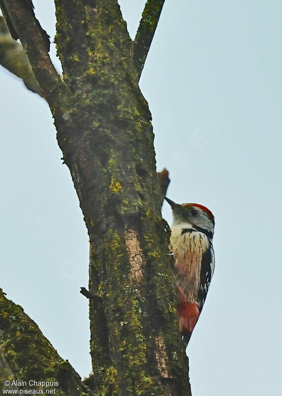 Middle Spotted Woodpeckeradult, identification, Behaviour