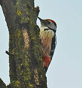 Middle Spotted Woodpecker