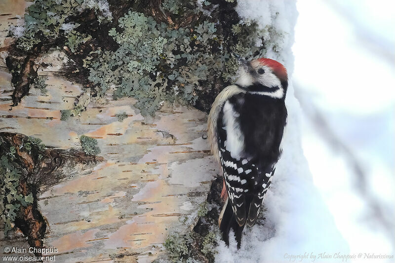 Middle Spotted Woodpecker, identification, eats