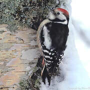 Middle Spotted Woodpecker