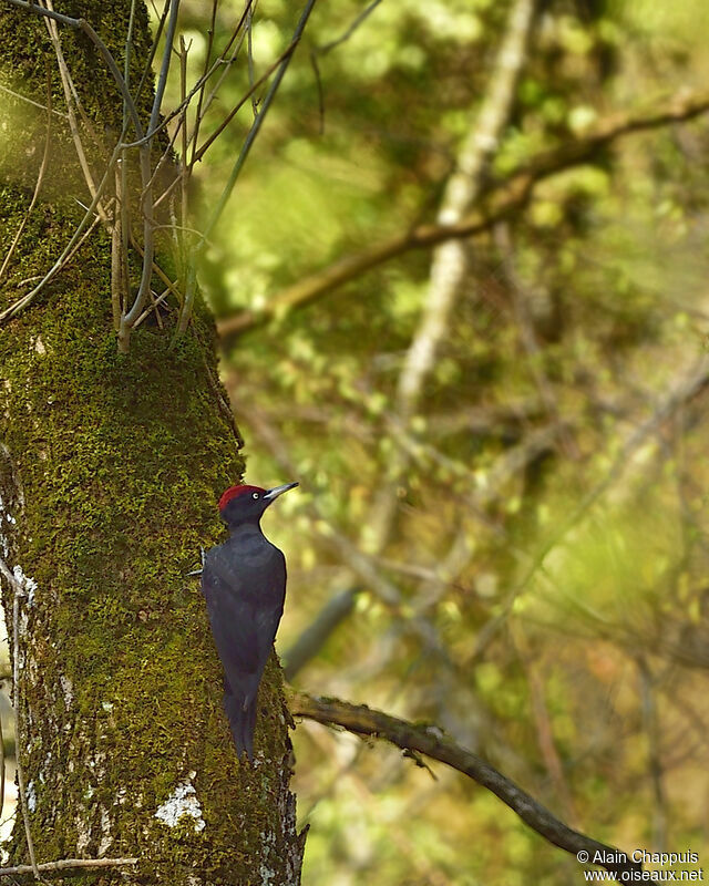 Black Woodpecker male adult, Reproduction-nesting, Behaviour