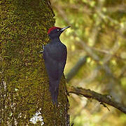 Black Woodpecker