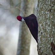 Black Woodpecker