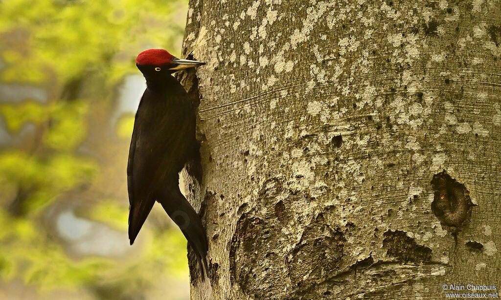 Black Woodpecker male adult, identification, Reproduction-nesting, Behaviour