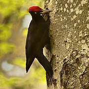 Black Woodpecker