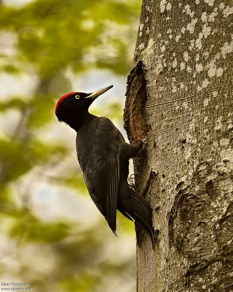 Black Woodpecker male adult, identification, Reproduction-nesting, Behaviour