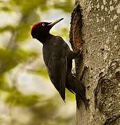 Black Woodpecker