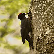 Black Woodpecker