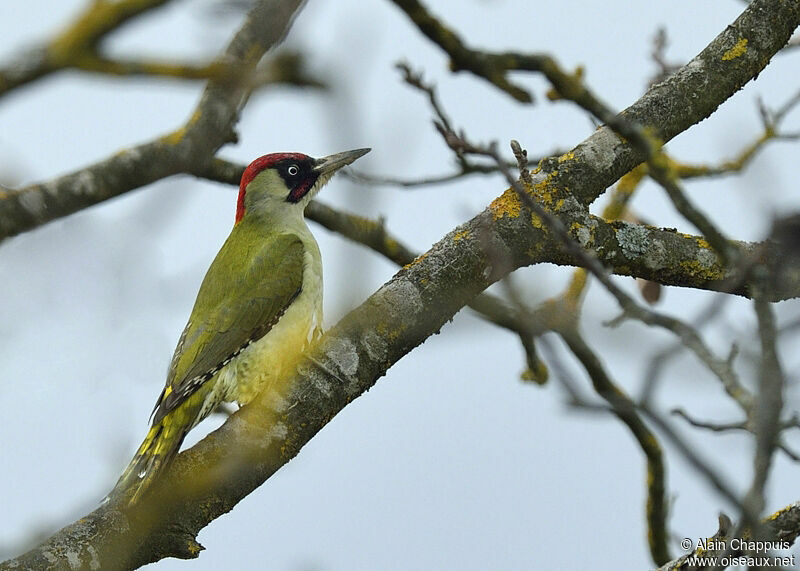 Pic vert mâle adulte, identification, Comportement